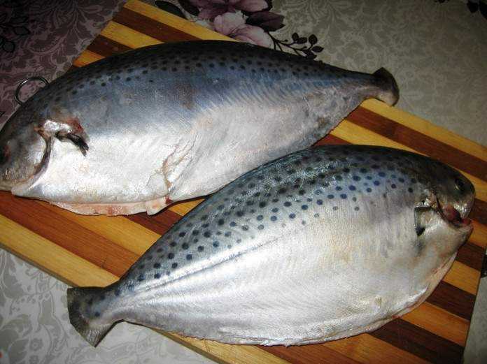Форель жирная или нет. нежирные сорта рыбы для диеты и способы ее приготовления