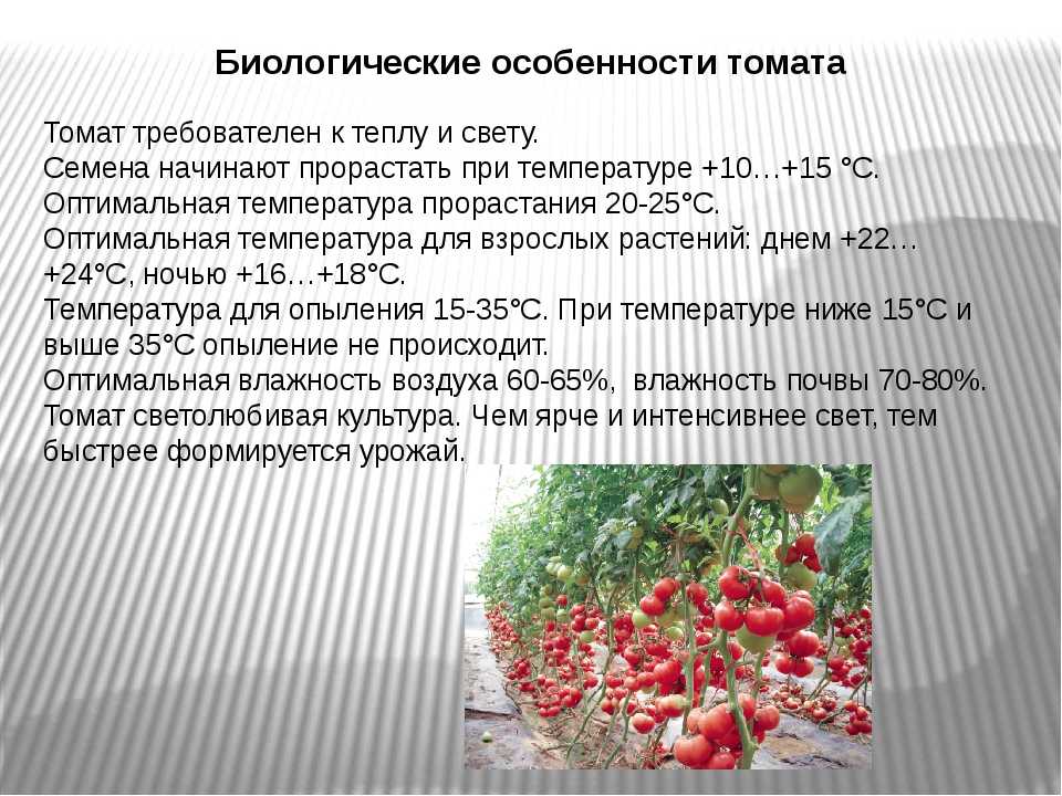 Калорийность помидор (томат). химический состав и пищевая ценность.