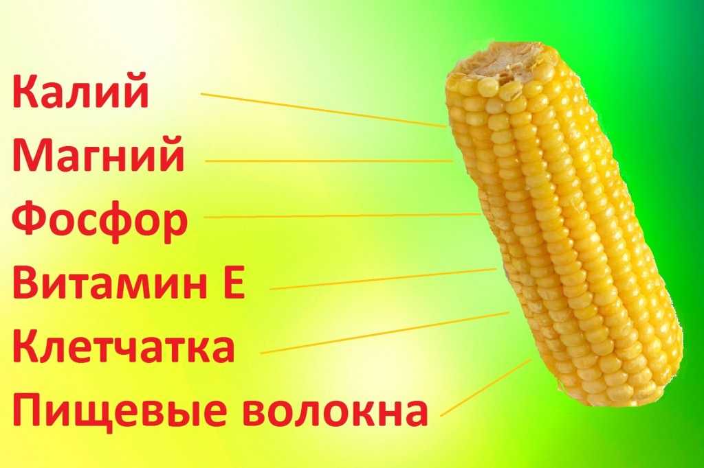 Кукуруза: калорийность, пищевая ценность, состав, польза и вред для здоровья