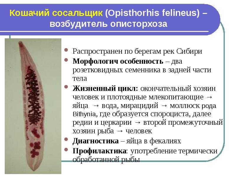 Зуд у женщин в интимной зоне без выделений