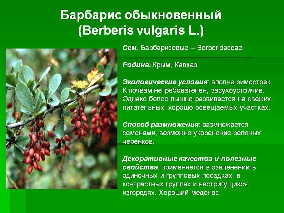 Сколько калорий в сосательной конфете (барбарис, дюшес)? | mnogoli.ru
