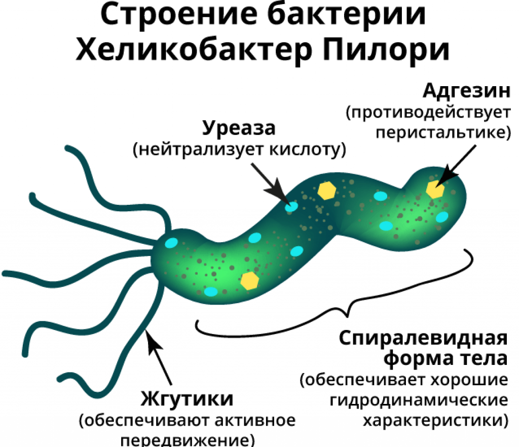 Хронический гастрит и гастродуоденит