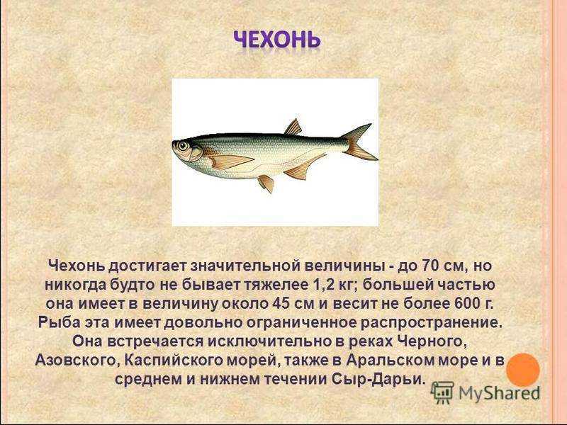 Рыба семейства карповых: полный список видов с описанием и фото