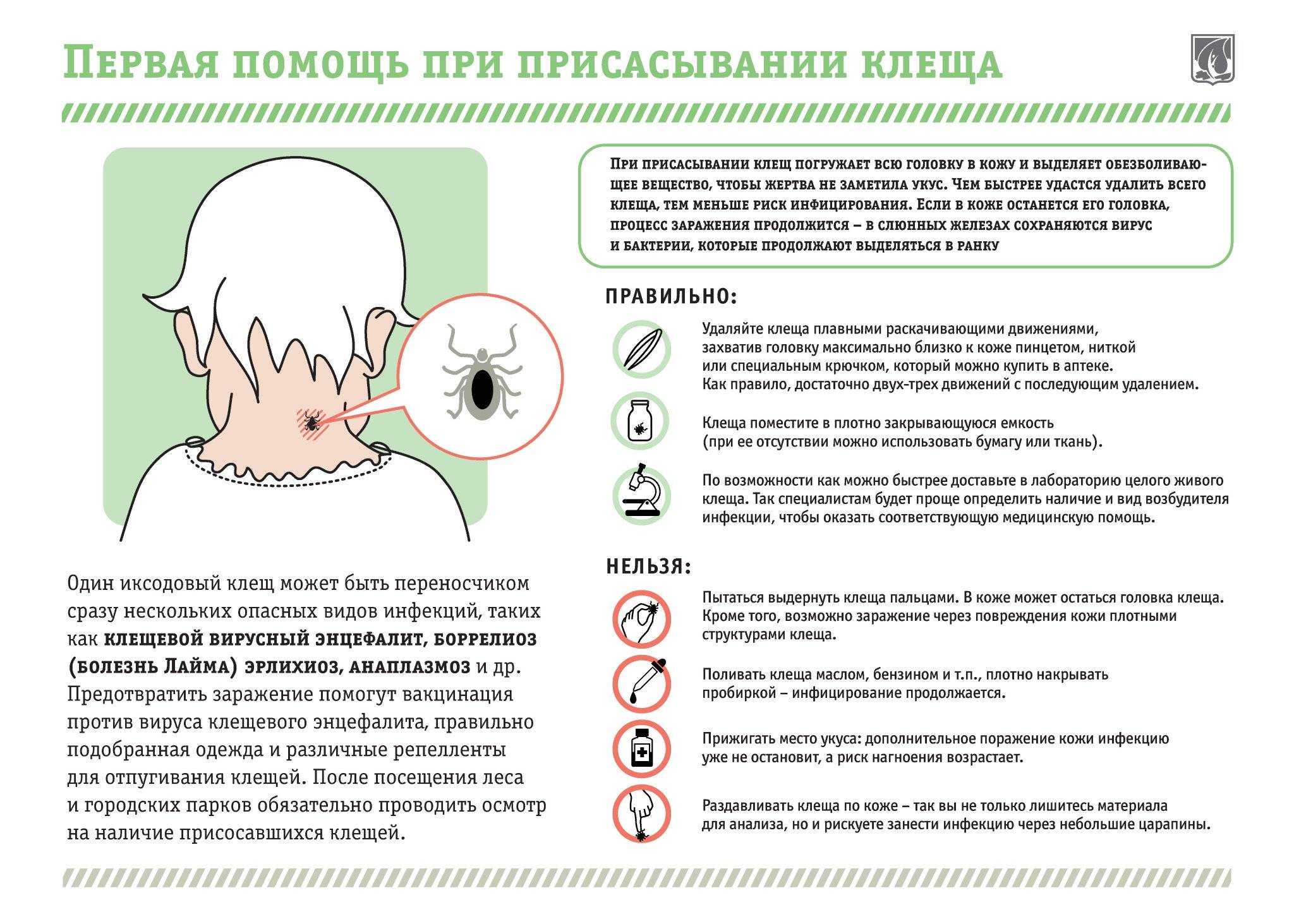 Токсокароз: симптомы и лечение у взрослых и детей. токсокара в организме человека - medside.ru
