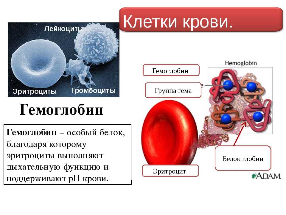 Кровь на б клетки. Клетки крови являющиеся носителями гемоглобина. Строение красных кровяных клеток. Лейкоциты и тромбоциты. Гемоглобин и Эритройит.