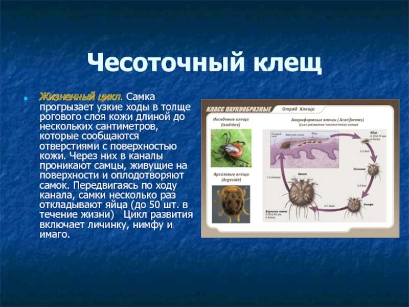 Чесотка