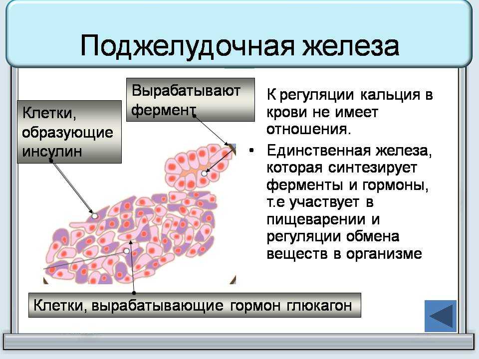 Поджелудочная железа в организме человека