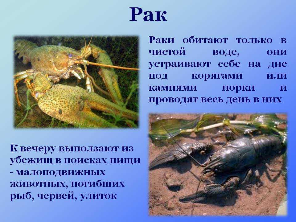 Что значат раки. Обитатели водоемов рачки. Рачки обитающие в прудах. Пресноводные рачки живущие в реках. В воде обитают только.