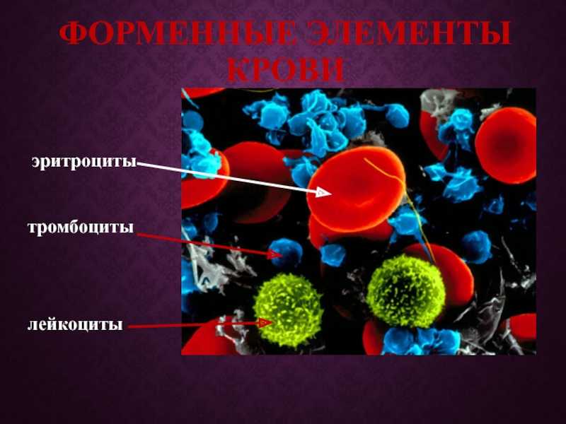 Повышенные тромбоциты эритроциты лейкоциты