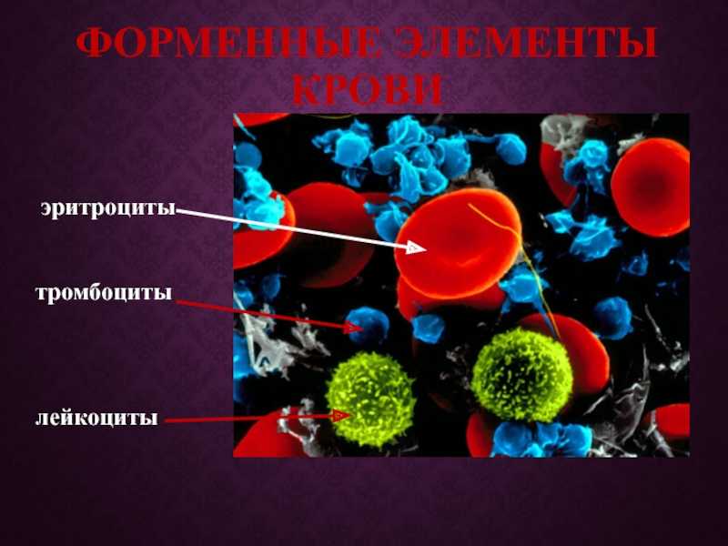 Эритроциты и лейкоциты. Клетки лейкоциты эритроциты тромбоциты. Эритроциты лейкоциты тромбоциты. Эритроциты лейкоциыты ТРО. Лимфоциты тромбоциты эритроциты лейкоциты.