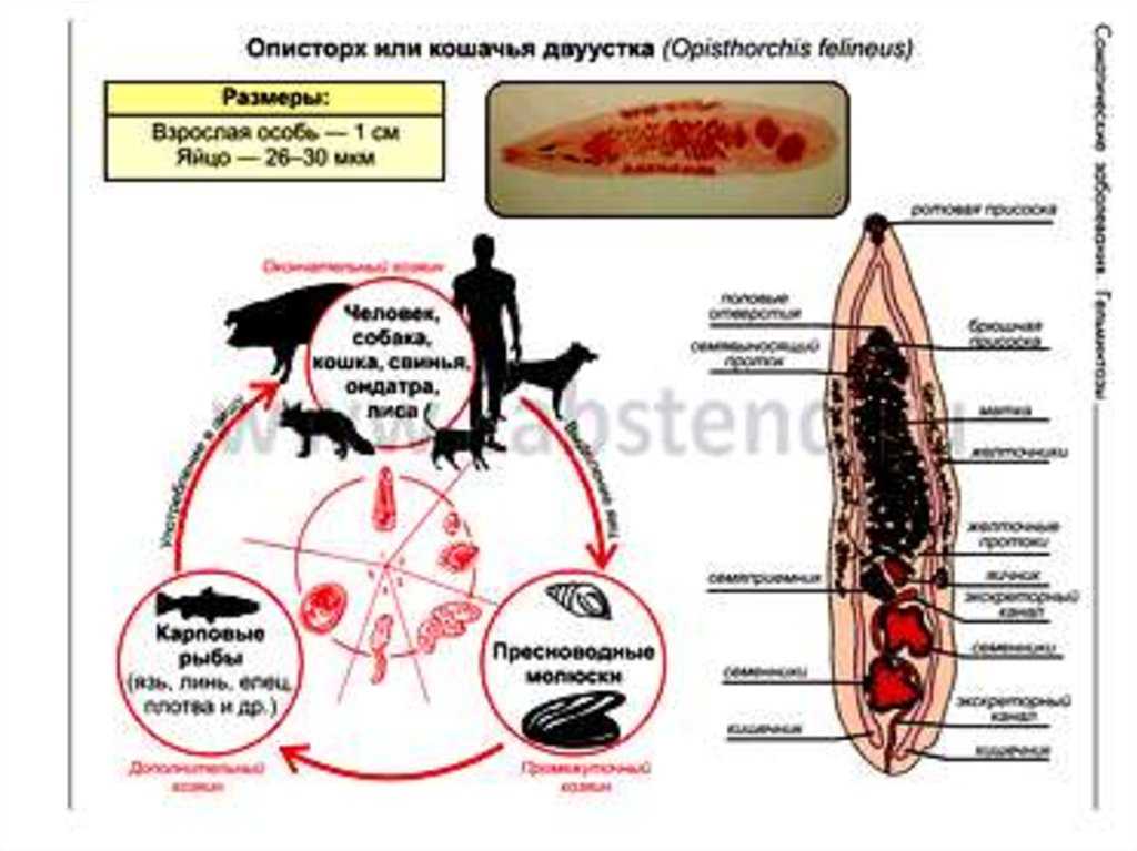 Кошачья двуустка симптомы у человека