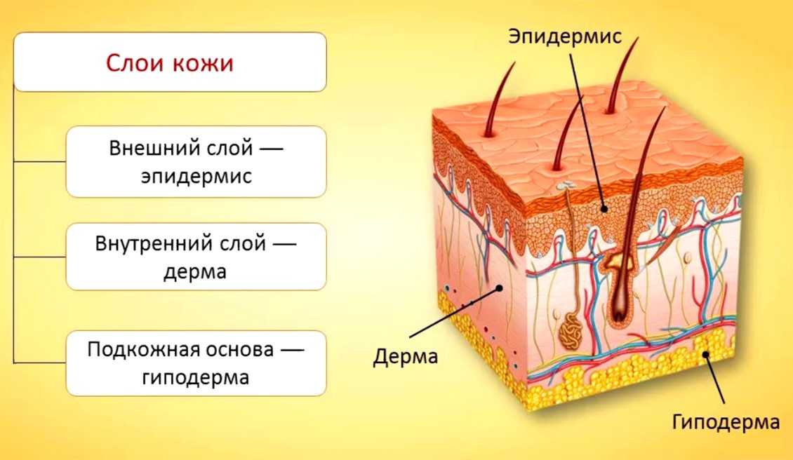 Как убрать подкожный жир с лица