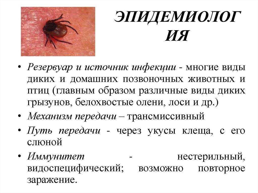 Эндартериит: признаки, диагностика, течение и купирование болезни, превентивные меры