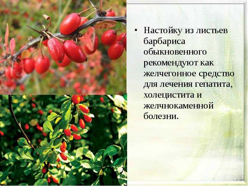 Количество калорий в 1 грамме белков, жиров и углеводов