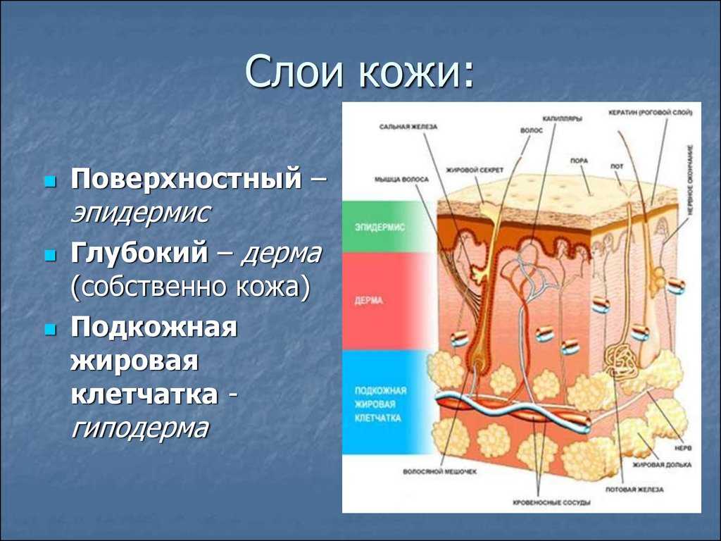 Соотнеси структуры и слои кожи с номерами под которыми они обозначены на рисунке