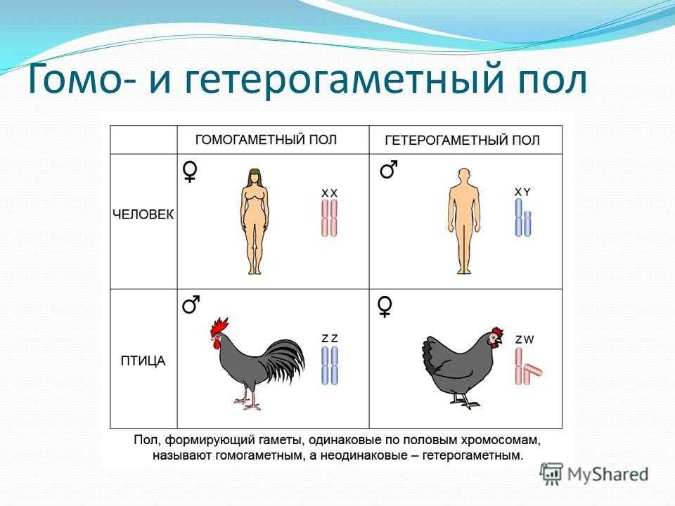 От кого и от чего зависит пол будущего ребенка при зачатии: от случайности, мужчины или женщины?