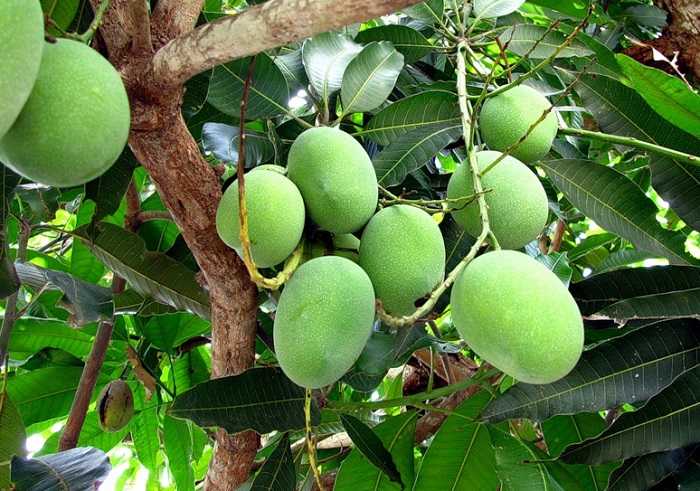 Калорийность манго: желтого, тайского, сушеного, цукатов и других блюд