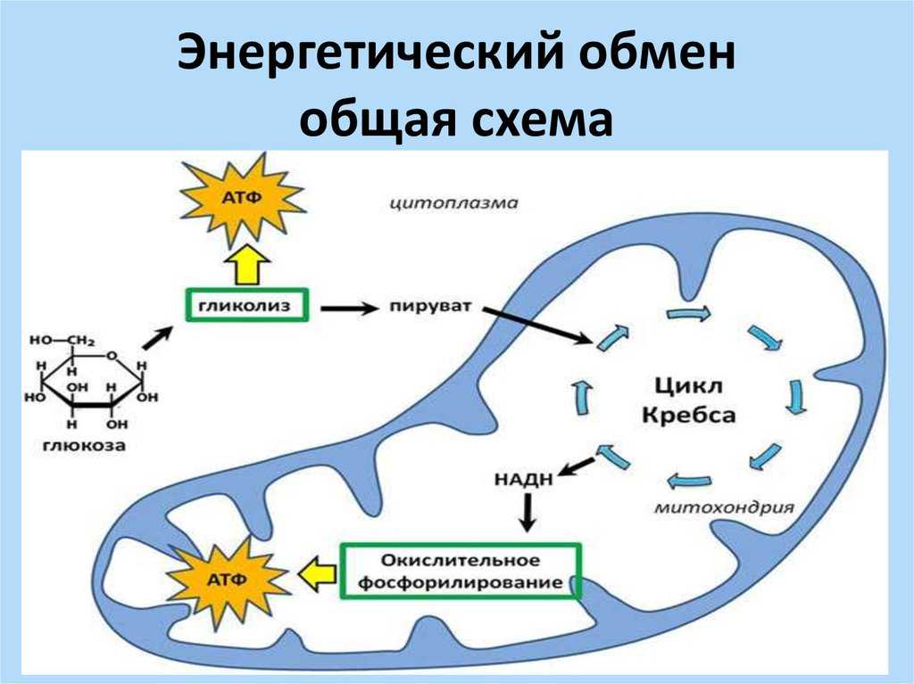 Выделение
