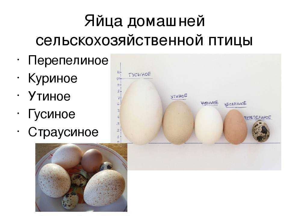 Можно ли использовать гусиные яйца в пищу: выбираем и готовим правильно