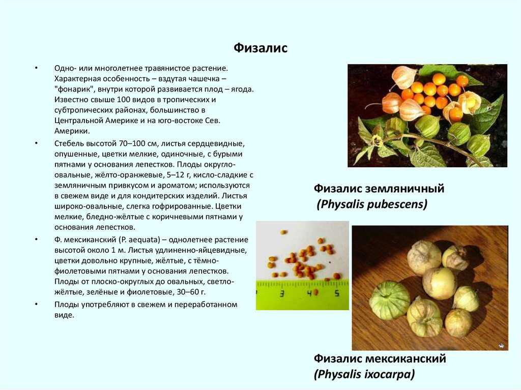 Физалис: фото цветов, свойства, особенности ухода, секреты выращивания - sadovnikam.ru