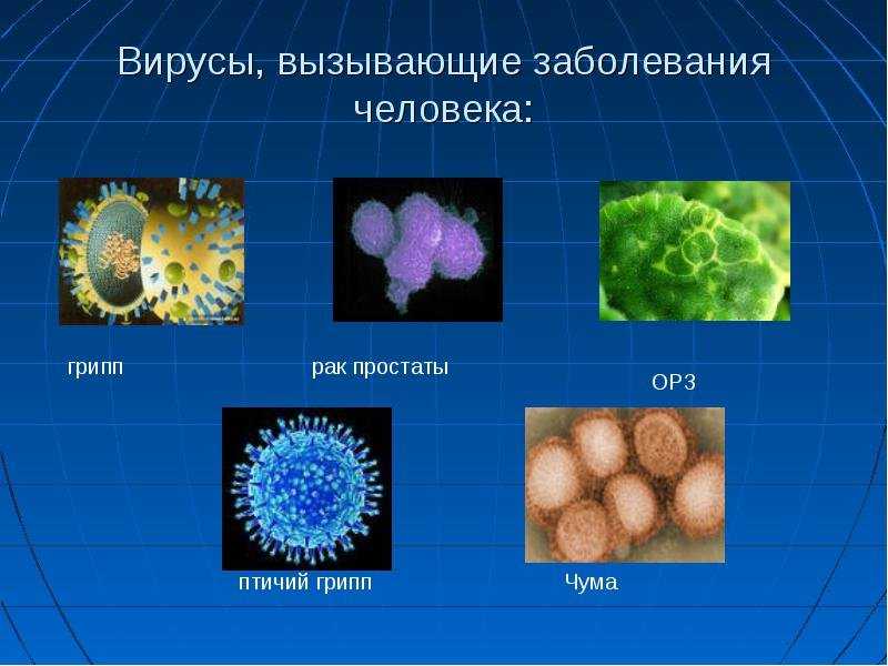 Вирусы примеры. Виды вирусов. Виды вирусов человека. Вирусы названия. Вирусы вызывающие заболевания.