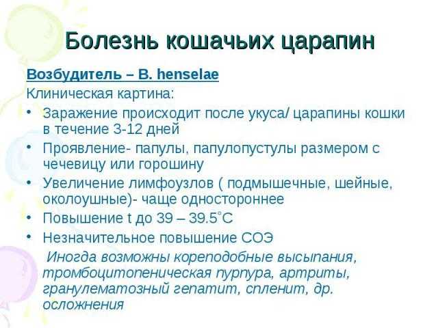 Фелиноз (болезнь кошачьих царапин): симптомы и лечение