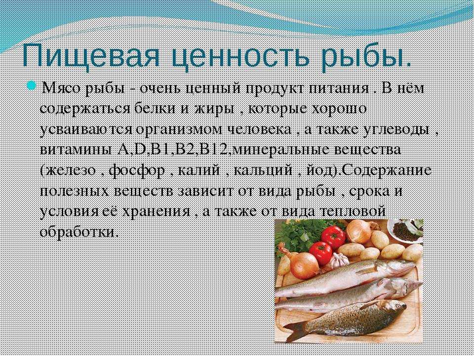 Рыба салака: описание вида