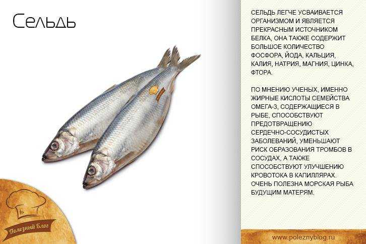 Салака🐟 польза и вред, 12 свойств рыбы для организма, противопоказания