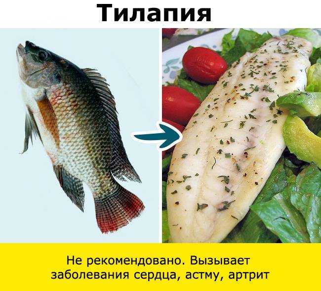 Тилапия: что это за рыба, полезна ли она или вредна, где водиться, рецепты как приготовить