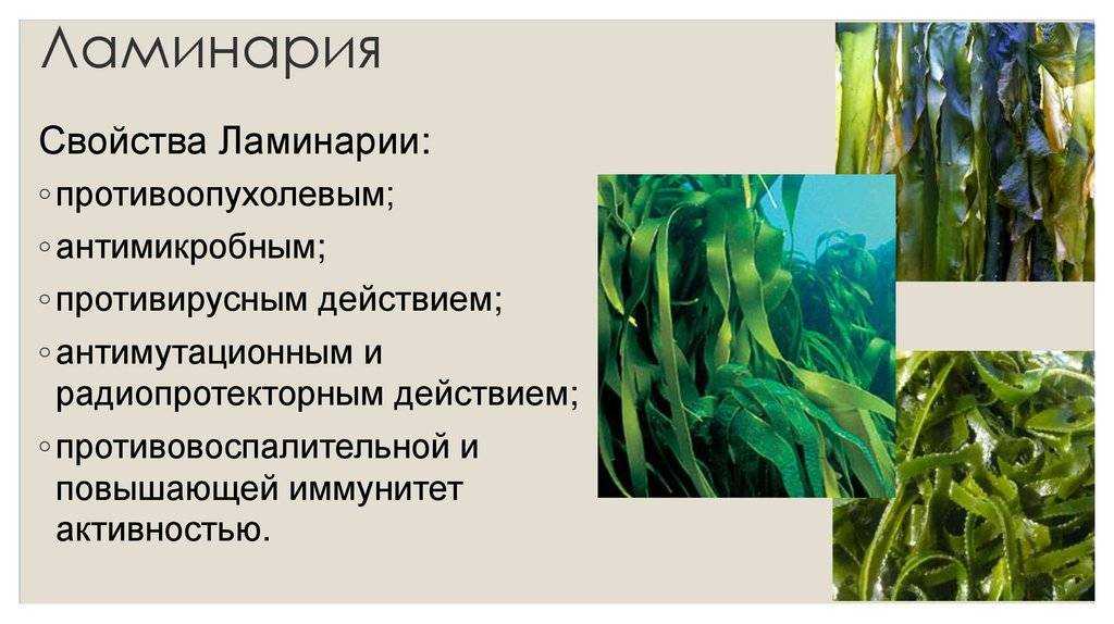 Как добывают и где растет морская капуста в россии