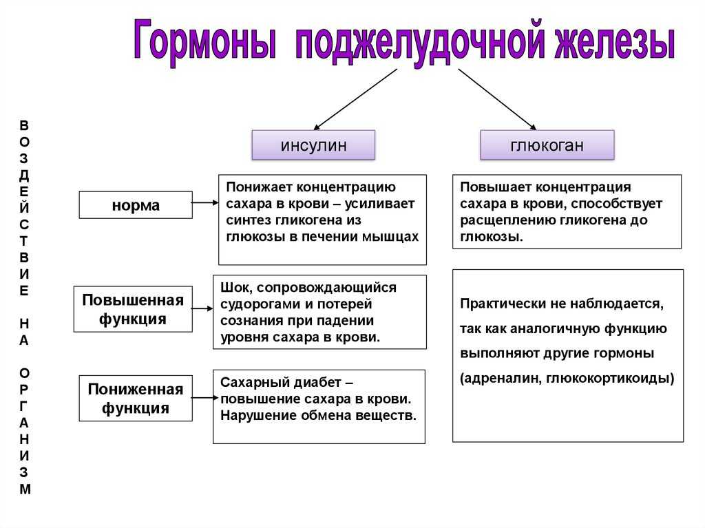 Желудочно-кишечный тракт и процесс пищеворения - белорусское общественное объединение стомированных