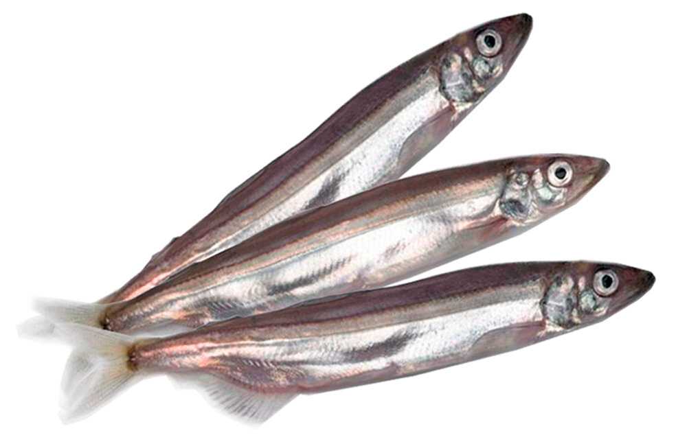 Мойва — рыба семейства корюшковых, отличительной особенностью которой является мелкая чешуя и небольшие зубы