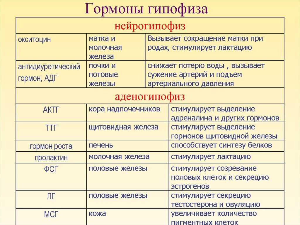 Нейроэндокринная регуляция репродуктивной системы