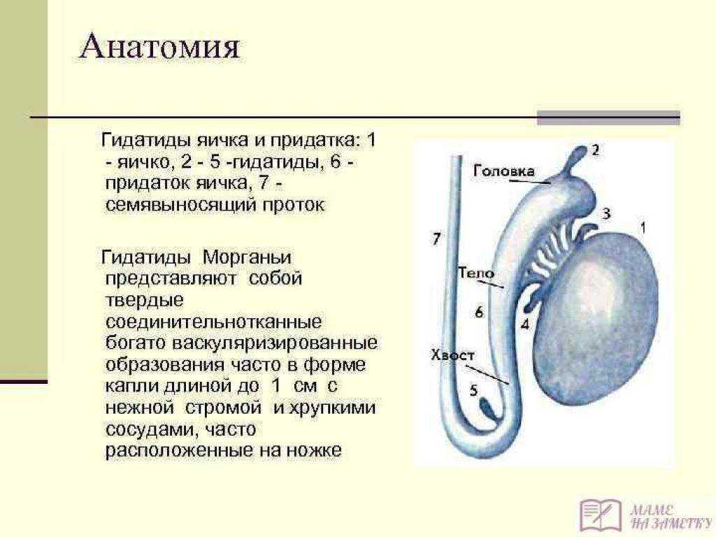 Перекрут яичка карта вызова