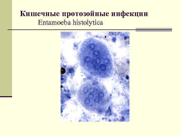 Порядок обследования на протозойные кишечные инвазии