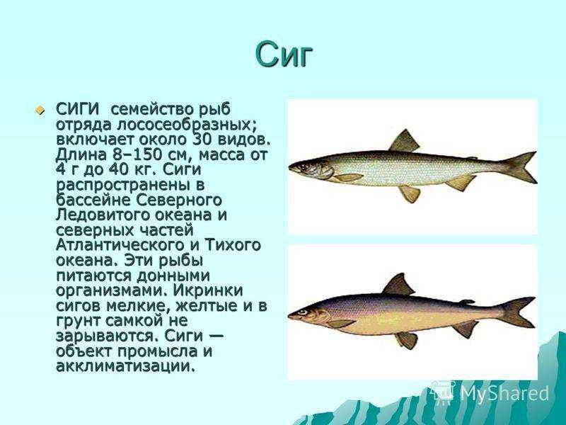 Рыба сиг фото и описание