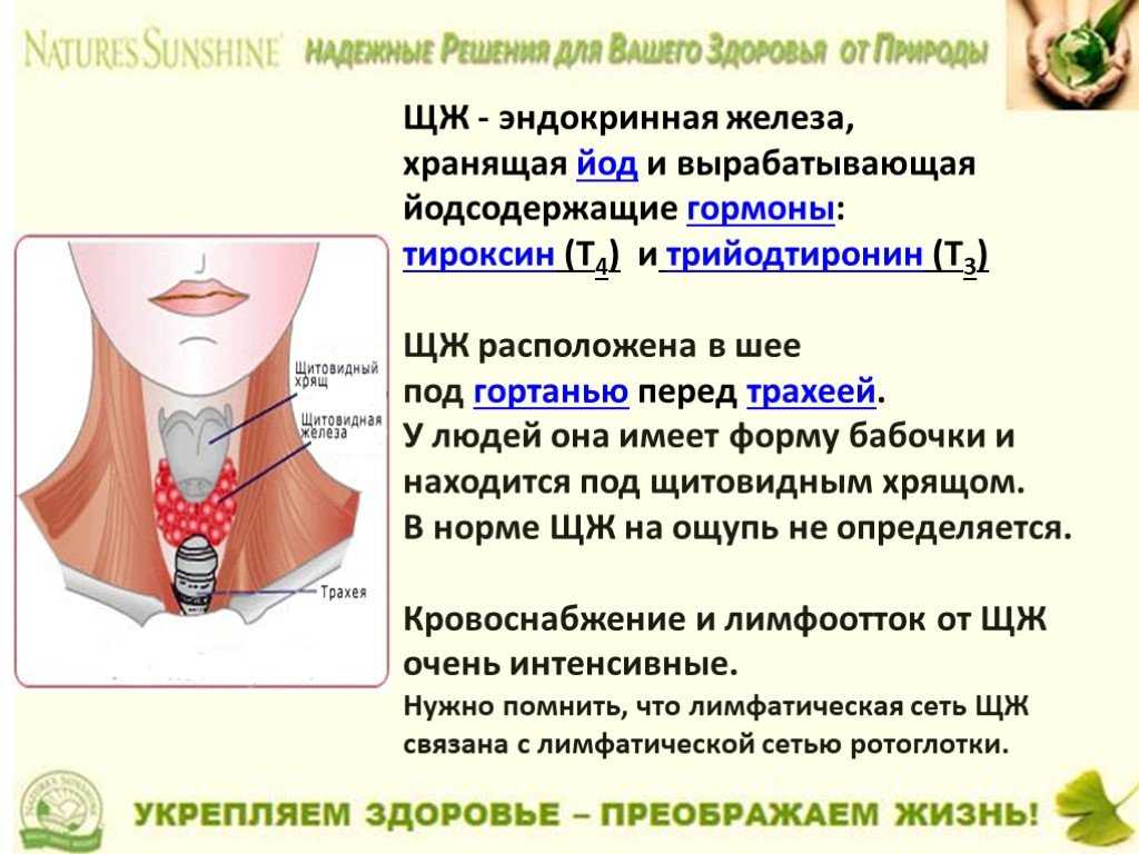 Где находится щитовидка у мужчин схема симптомы