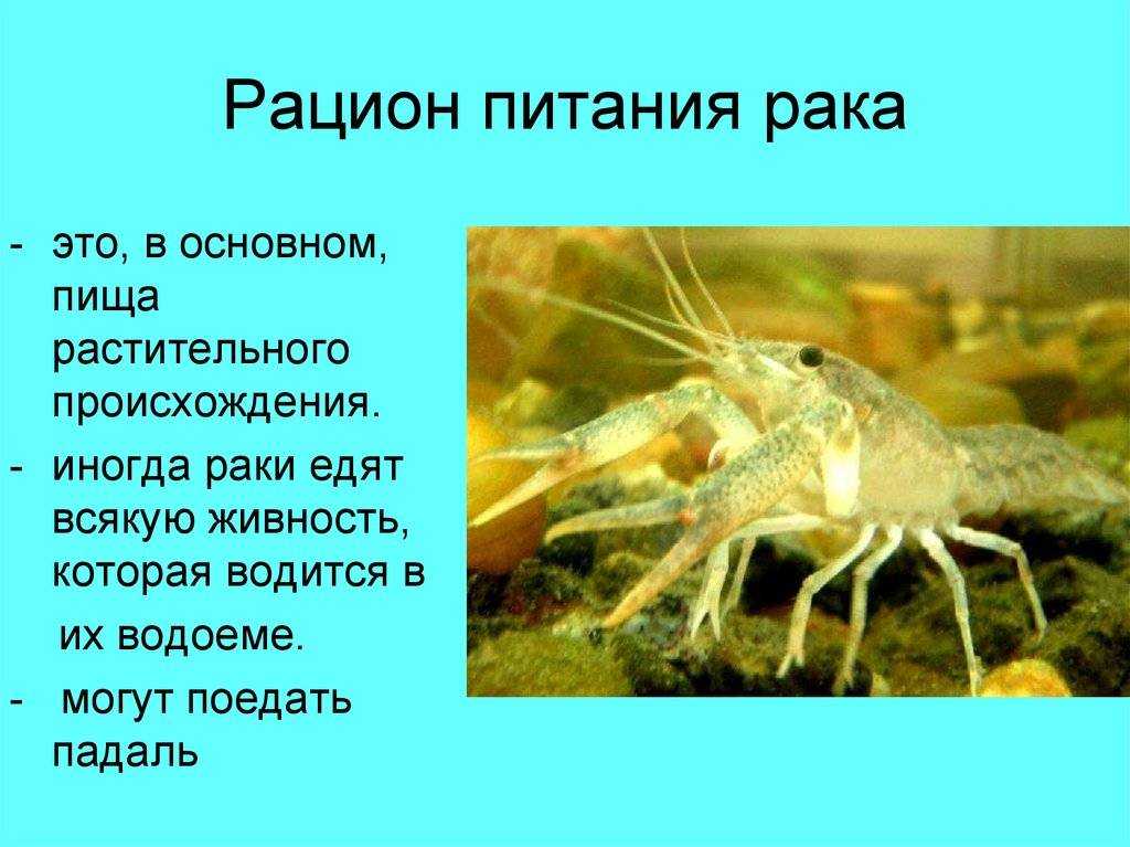 Белковая недостаточность