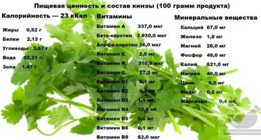 Петрушка: польза и вред для здоровья
