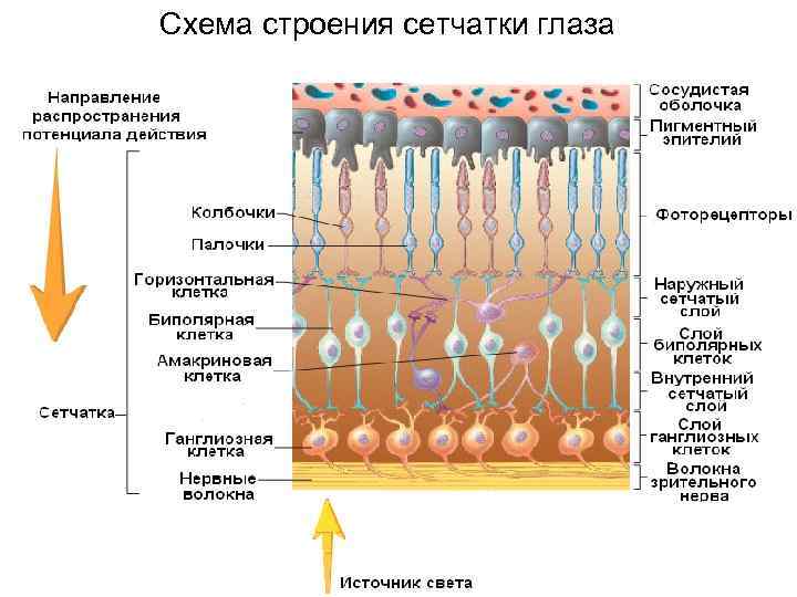 Физиология online | тематический план