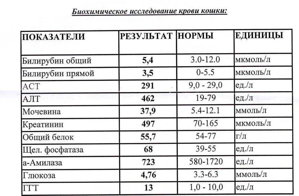 Диета при почечной недостаточности и повышенном креатинине в крови: питание, чтобы понизить мочевину у мужчин и женщин, примерное меню для снижения показателей у человека | customs.news