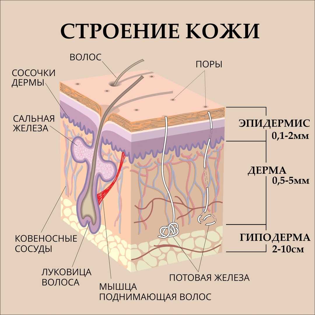 Строение кожи лица человека дерма