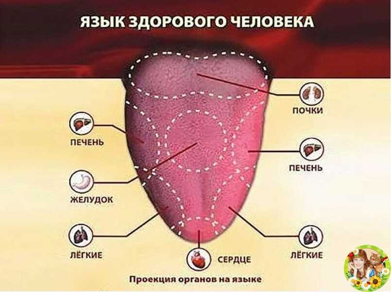 Органы на языке расположение картинки