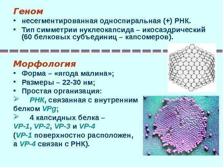 Энтеровирусная инфекция