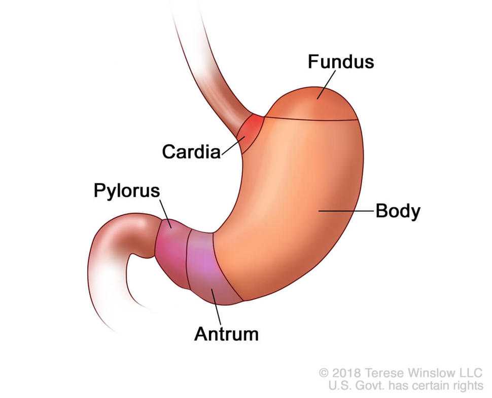 Нижняя часть желудка. Кардия желудка что это такое анатомия. Желудок кардиальный отдел желудка. Антральный и пилорический отделы желудка. Анатомия желудка антральный отдел.