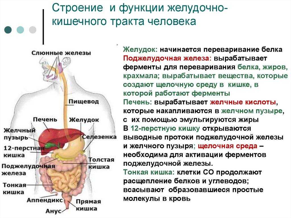 Пищеварительные ферменты и их роль в пищеварении презентация