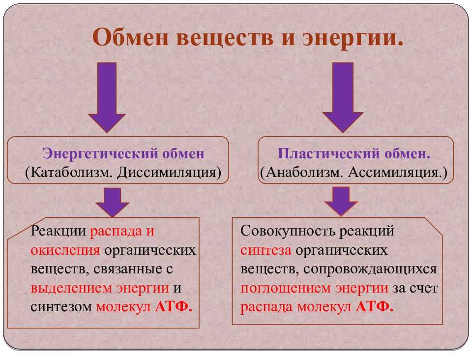 Тест по биологии обмен веществ 8 класс
