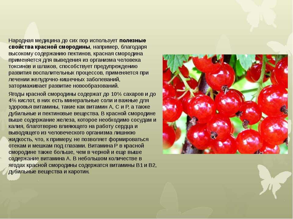 Красная смородина: польза и вред для здоровья, полезные свойства и противопоказания