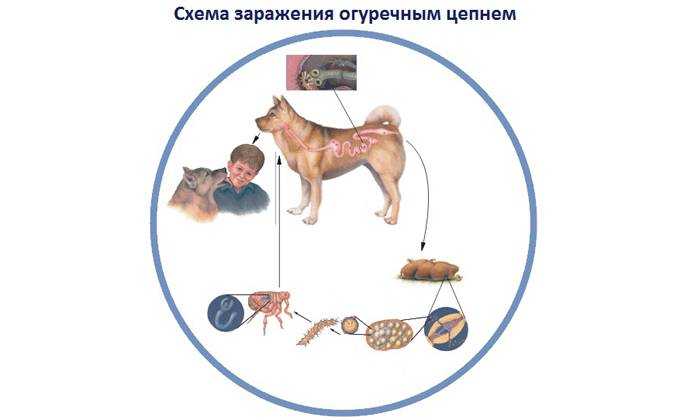 Огуречный цепень лечение. Жизненный цикл собачьего цепня. Дипилидиоз собак цикл развития. Жизненный цикл огуречного цепня схема. Цикл развития огуречного цепня.