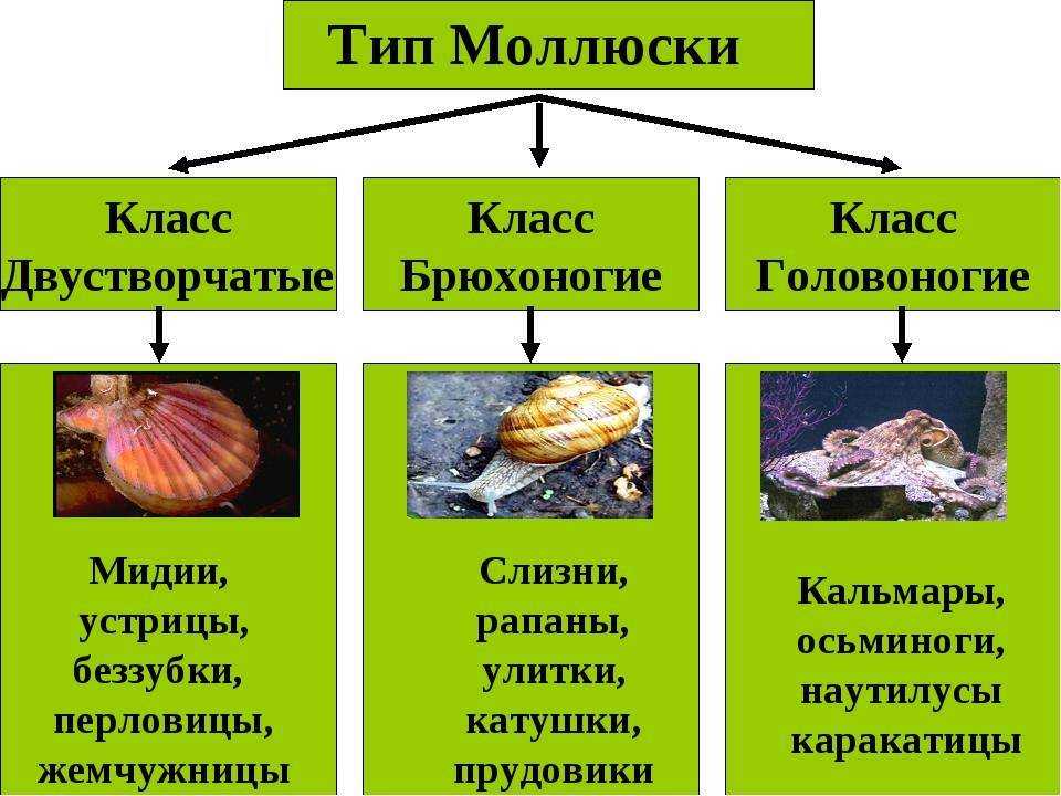 Животные относящиеся к типу моллюски примеры. Характеристика класса двустворчатые моллюски 7 класс биология. Характеристика типа моллюски 7 класс биология. Тип моллюски класс брюхоногие классификация. Тип моллюски класс брюхоногие представители.
